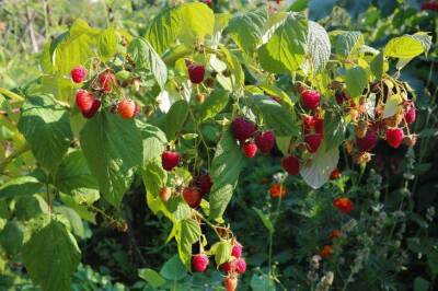 Ветки малины будут ломиться от ягод: что делают с малиной опытные огородники весной - sadogorod.club