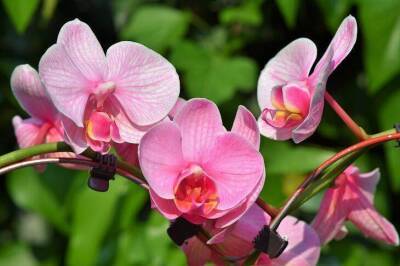 Орхидея стремительно нарастит жирные корни: секретный прием опытных цветоводов - sadogorod.club