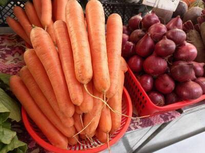 Четыре важных момента при выращивании моркови помогут получить самый сладкий и крупный урожай - sadogorod.club