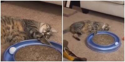 Безысходность и умиротворение: самая медленная игра котика попала на видео - mur.tv