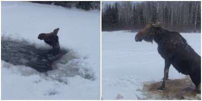 В Канаде молодые люди помогли лосихе выбраться из озера - mur.tv - Канада
