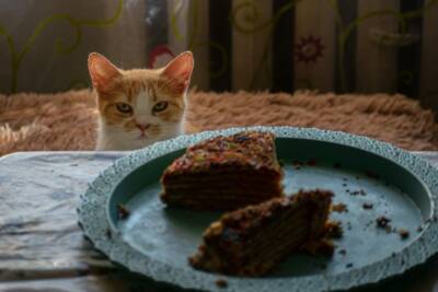Почему кошка постоянно просит есть? - mur.tv