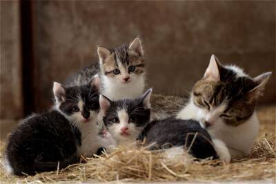 Сколько котят может родить кошка за раз? - mur.tv