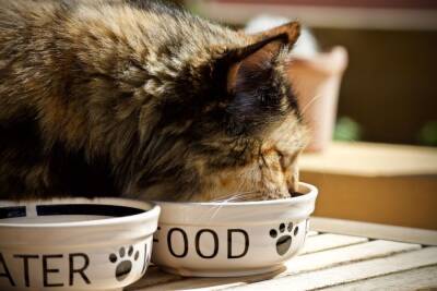 Сколько калорий нужно в день кошке? - mur.tv