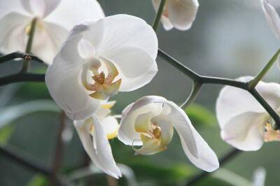 Орхидея выпустит сразу два цветоноса: все благодаря подкормке из чеснока - sadogorod.club