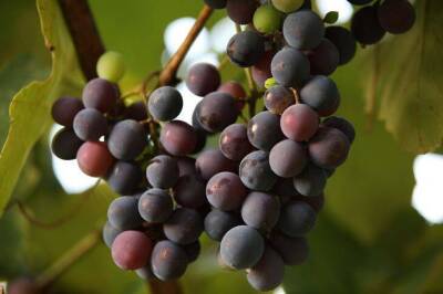 Что нужно сделать с виноградом весной, чтобы осенью было все увешано гроздьями ягод - sadogorod.club