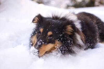 Не май месяц: как понять, что моя собака мерзнет - mur.tv - Россия