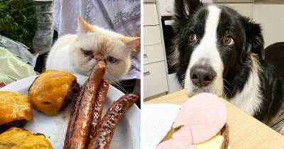 15 забавных животных, которые просят еду так, что им невозможно отказать - mur.tv