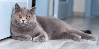 Британская короткошерстная кошка: коротко о породе и фотогалерея - mur.tv