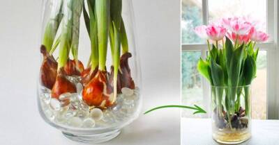 Соседка по даче выращивает тюльпаны на продажу, поделилась тонкостями выгонки тюльпанов в домашних условиях и на клумбе - lifehelper.one