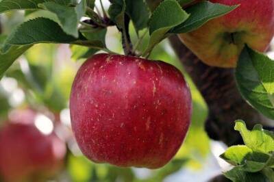 4 секрета, как получать урожай с яблони каждый год - sadogorod.club