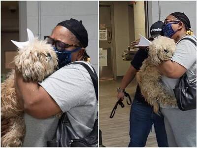 Семья думала, что потеряла своего пса навсегда – пока им не позвонили волонтёры - mur.tv