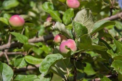 Светлана Протас - 2 способа, как весной омолодить старые яблони, чтобы плодоносили еще десятки лет - sadogorod.club