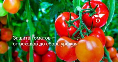 Защита томатов — от всходов до сбора урожая - sadogorod.club