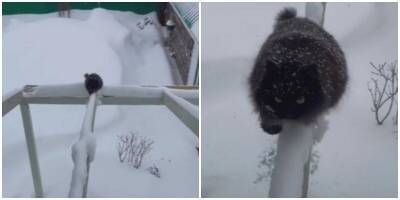 Танки снега не боятся: целеустремлённая кошка попала на видео - mur.tv