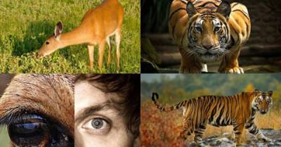 Почему тигры оранжевые? Яркий окрас не помеха для охоты - porosenka.net