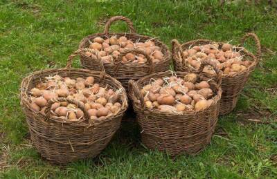 Светлана Протас - По какому методу нужно сажать картофель в этом сезоне, чтобы собрать 800 кг урожая с 1 сотки - sadogorod.club