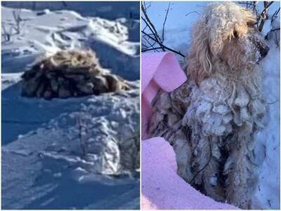 Мужчины заметили в снегу пушистый “мешок”, но это оказалась собака - mur.tv