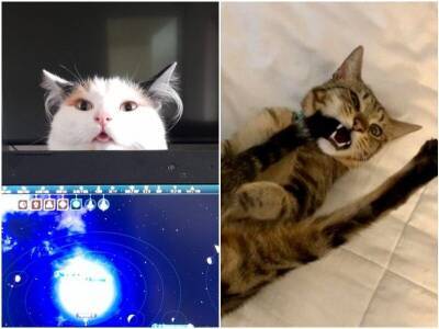 20 заряжающих позитивом фото котов, которые странно себя ведут - mur.tv