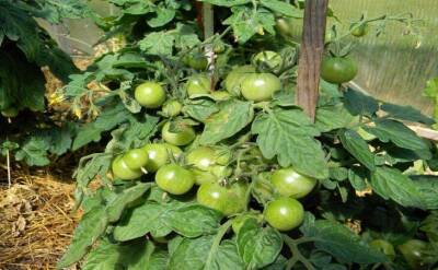 Светлана Протас - 2 неприхотливых сорта томатов, полюбившихся ленивым дачникам: посадил и забыл - sadogorod.club