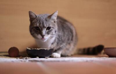 Как помочь пугливой кошке стать более уверенной? - mur.tv