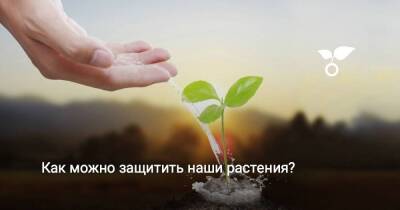 Как можно защитить наши растения? - sadogorod.club