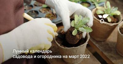 Лунный календарь садовода и огородника на март 2022 - sadogorod.club