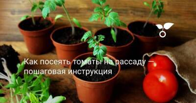 Как посеять томаты на рассаду — пошаговая инструкция - sadogorod.club