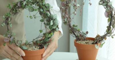 Самые оригинальные комнатные растения своими руками: из любого плетущегося растения - lifehelper.one
