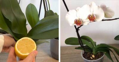 Хитрость с лимоном, которая поможет орхидее обильно цвести. Упругие, жёсткие листья — залог здоровья и цветения орхидеи - lifehelper.one