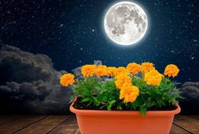 Выращивание однолетних цветов по Лунному календарю в 2022 году - sadogorod.club