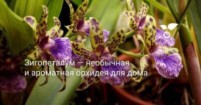 Зигопеталум — необычная и ароматная орхидея для дома - sadogorod.club - Бразилия