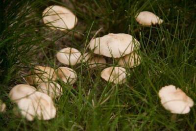 Светлана Протас - Чем посыпать почву в огороде, чтобы грядки усыпало белыми грибами и подосиновиками - sadogorod.club