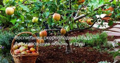 Воспитание скороплодного сада — формирование яблонь и груш - sadogorod.club