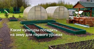 Какие культуры посадить на зиму для первого урожая - sadogorod.club