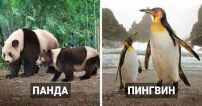 19 сравнений, которые наглядно покажут разницу в размерах между современными животными и их вымершими предками - mur.tv - Россия