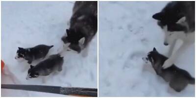 Строгая мама запретила своему щенку кататься на лопате - mur.tv