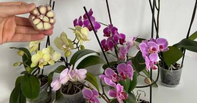 Орхидея выпустит сразу два цветоноса, и всё это — благодаря подкормке из чеснока - cpykami.ru