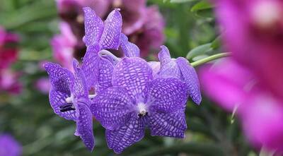 Прекрасная и капризная орхидея ванда - sadogorod.club - Китай - Индия - Австралия - Таиланд