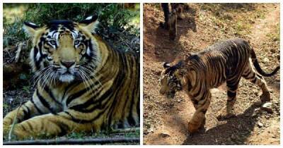 В индийском национальном парке живут тигры с редким окрасом - porosenka.net - Индия - Нью-Дели