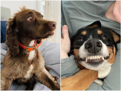20 смешных фото собак, которые вызовут искреннюю улыбку - mur.tv