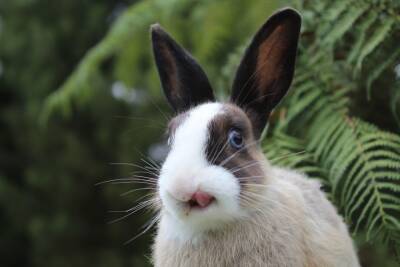 Можно ли давать кроликам сырой картофель? Чем он полезен и вреден? - mur.tv