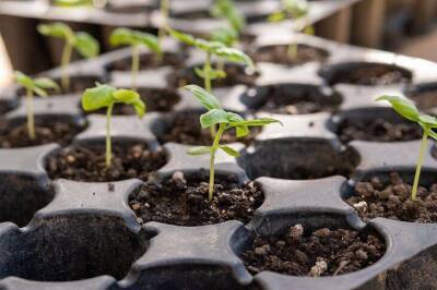 5 советов для ускоренного проращивания семян перца и получения крепкой рассады: малоизвестные хитрости - sadogorod.club