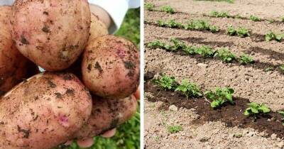 Картошка вырастет крупной, а урожай увеличится минимум в 2 раза благодаря эффективной подкормке - lifehelper.one