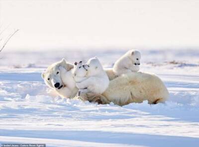 Очаровательные белые медвежата резвятся со своими мамами в снегу - chert-poberi.ru - Германия - Канада