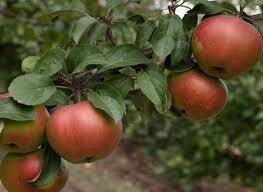 Описание сортов яблони (Алые паруса, Бельфлер-китайка, Луч) - sadogorod.club