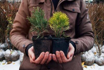 Как высаживать деревья на приусадебном участке зимой - sadogorod.club