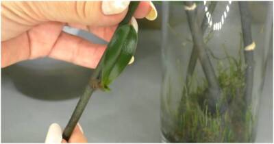 Размножение орхидеи фаленопсис. Получение детки на цветоносе — это реально! - lifehelper.one