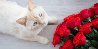 Кошки и розы: токсичны ли эти чудесные цветы для питомцев? - mur.tv