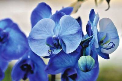 Светлана Протас - Орхидея будет цвести круглый год, если соблюдать эти правила: редкий цветовод вспомнит о них - sadogorod.club